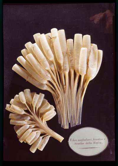 Modèle des fibres musculaires, tendons et trachée d